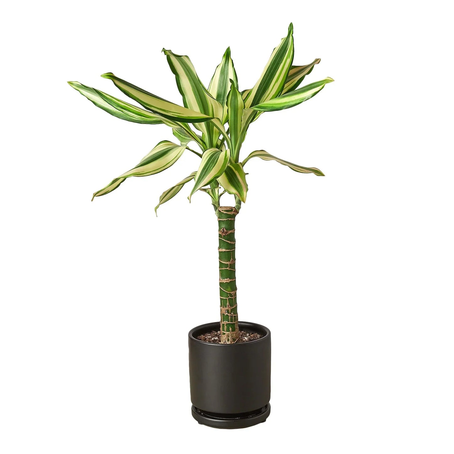 Dracaena 'Sted Sol Cane'