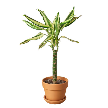 Dracaena 'Sted Sol Cane'