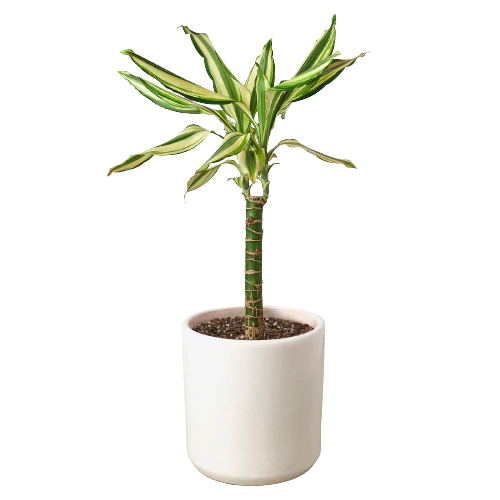 Dracaena 'Sted Sol Cane'