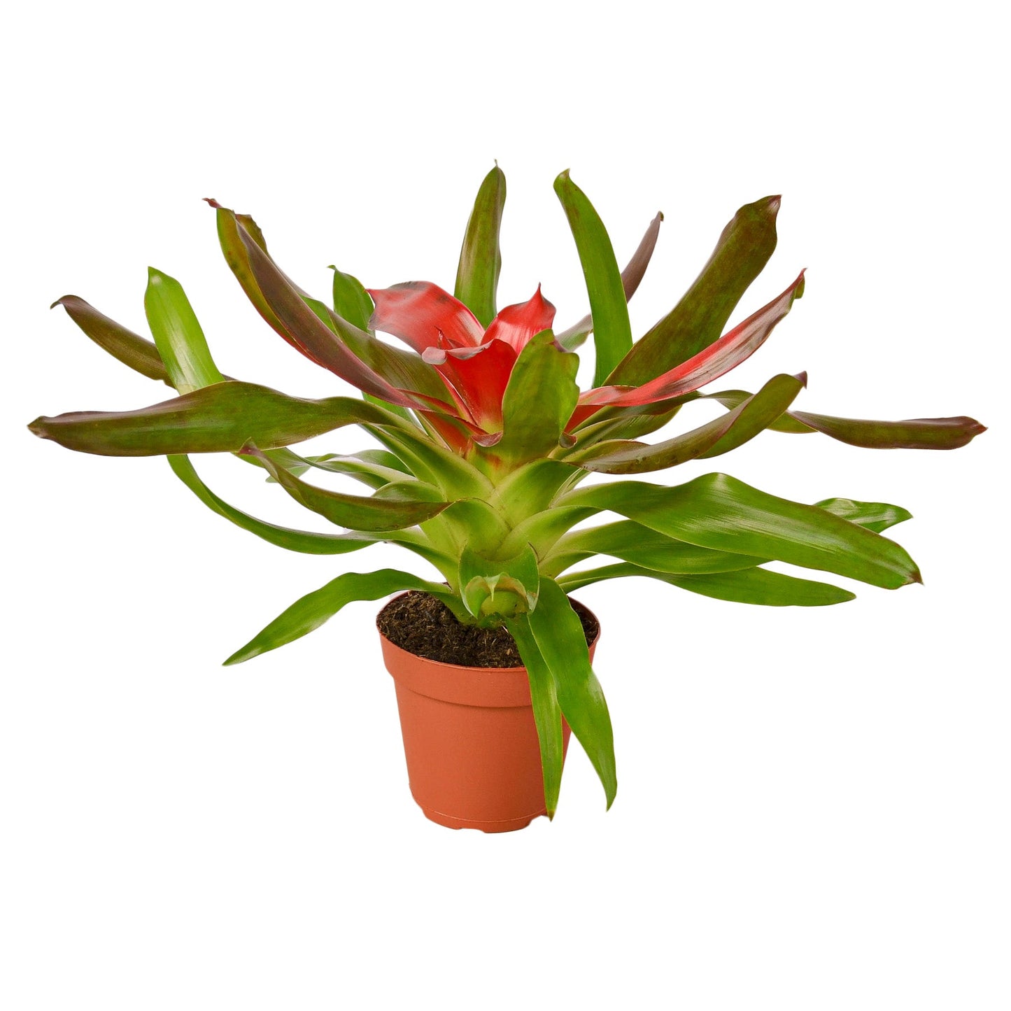 Bromeliad Medusa