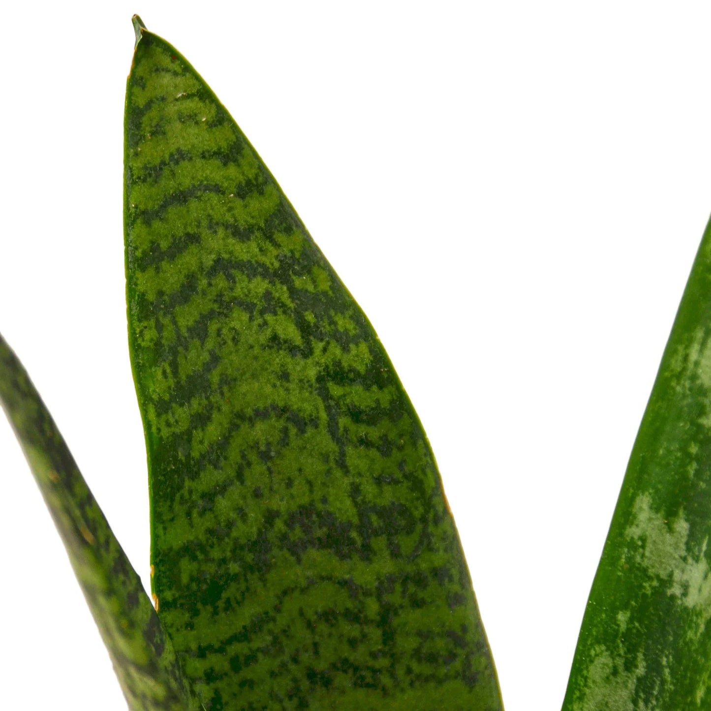 Snake Plant 'Zeylanica'