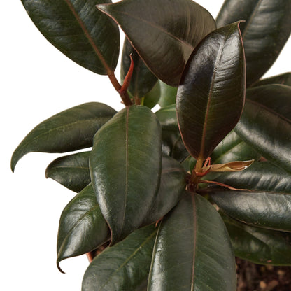 Ficus Elastica 'Burgundy'