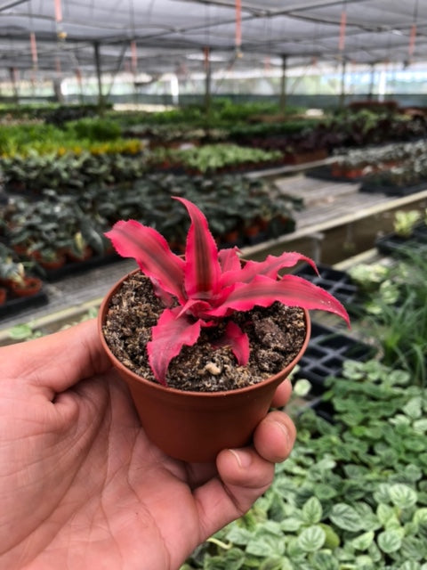 Cryptanthus 'Pink Star' - 3" Pot