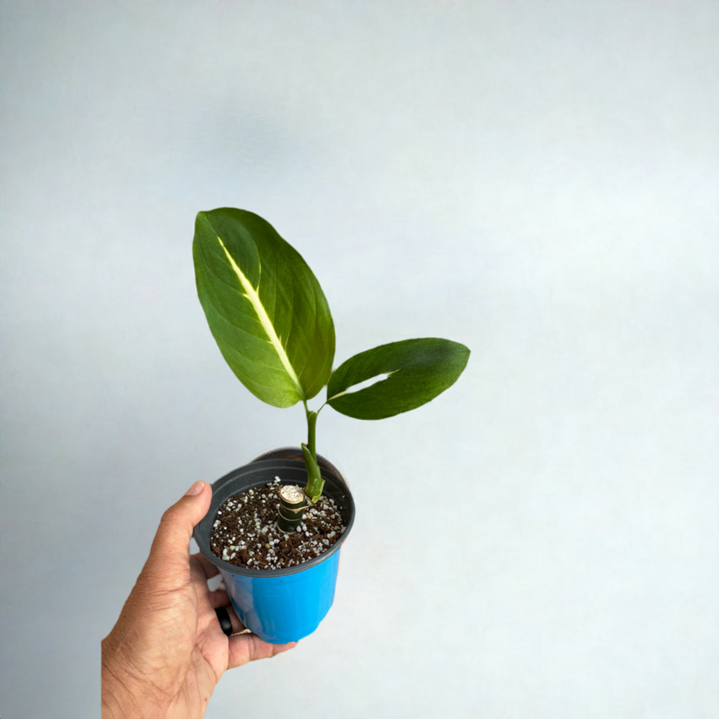 Dieffenbachia 'Green Magic'