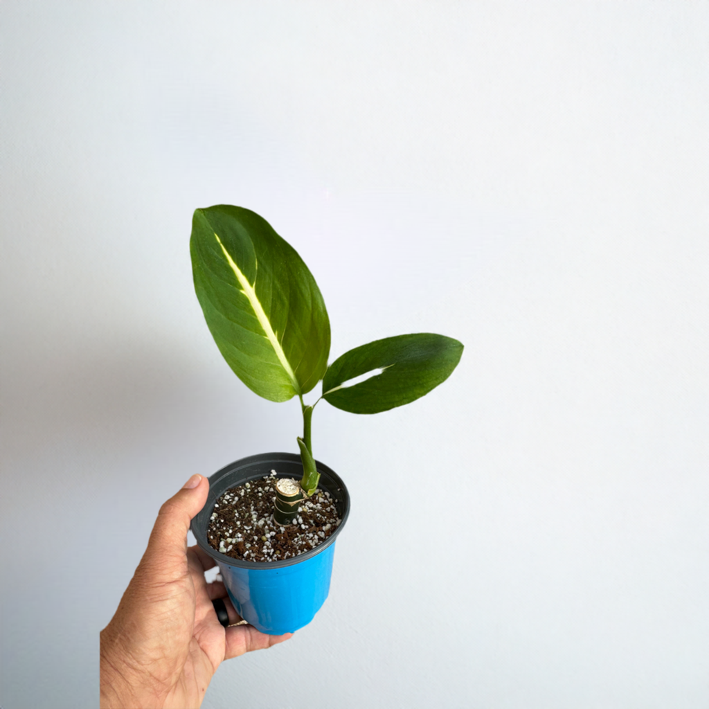 Dieffenbachia 'Green Magic'