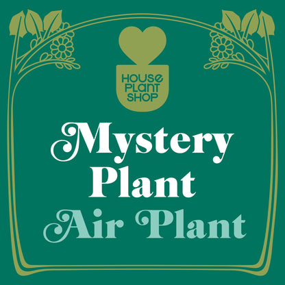 Mystery Air Plant