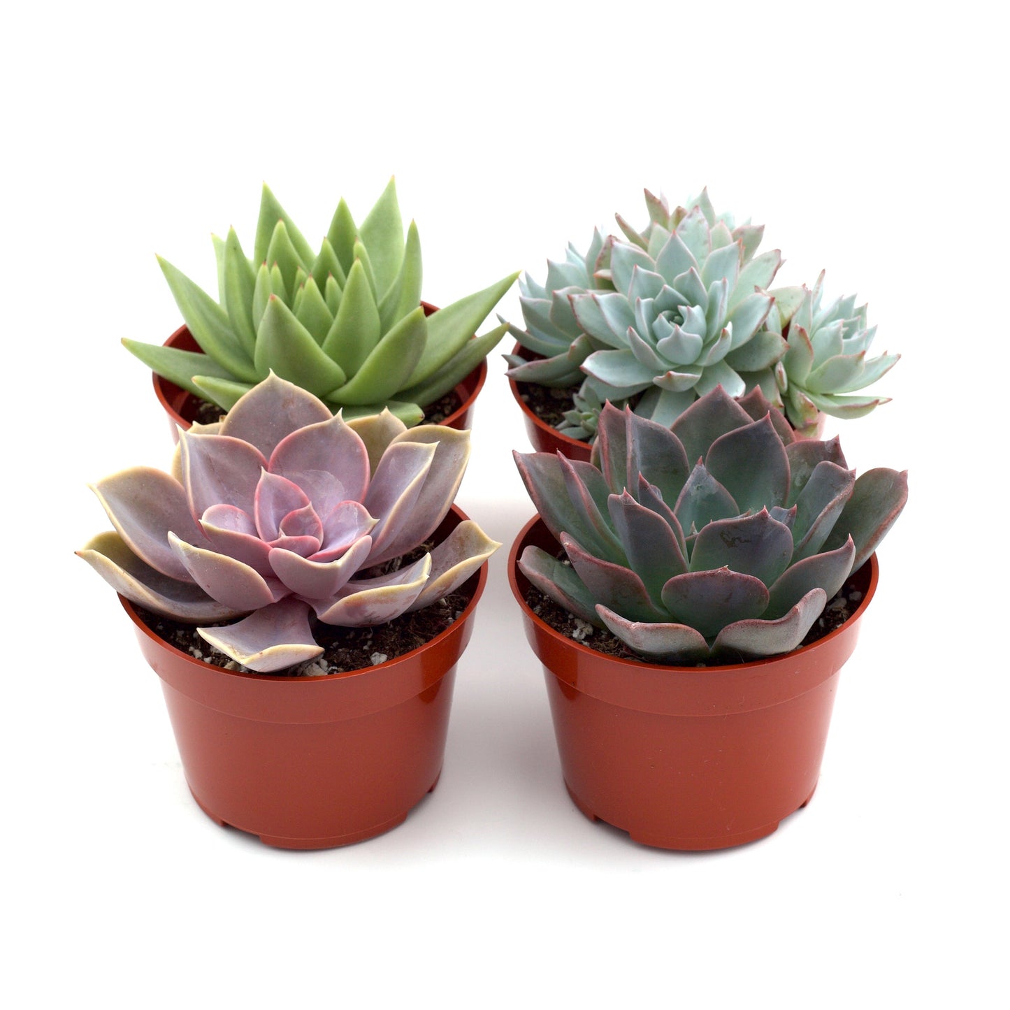 Rosette Succulent Variety Packs